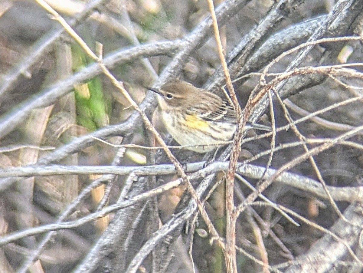 Yellow-rumped Warbler - ML624390385