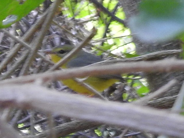 Golden-crowned Warbler - ML624390413