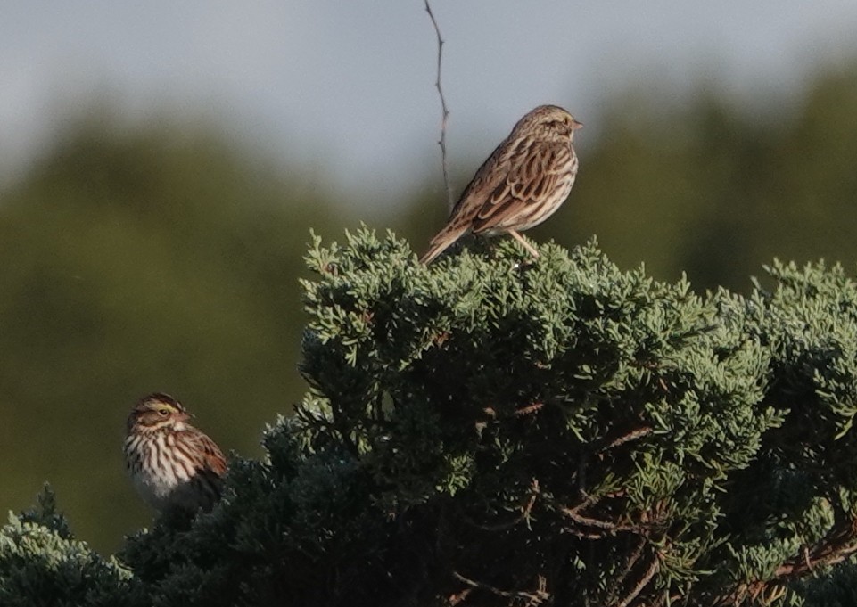 Savannah Sparrow - ML624390601