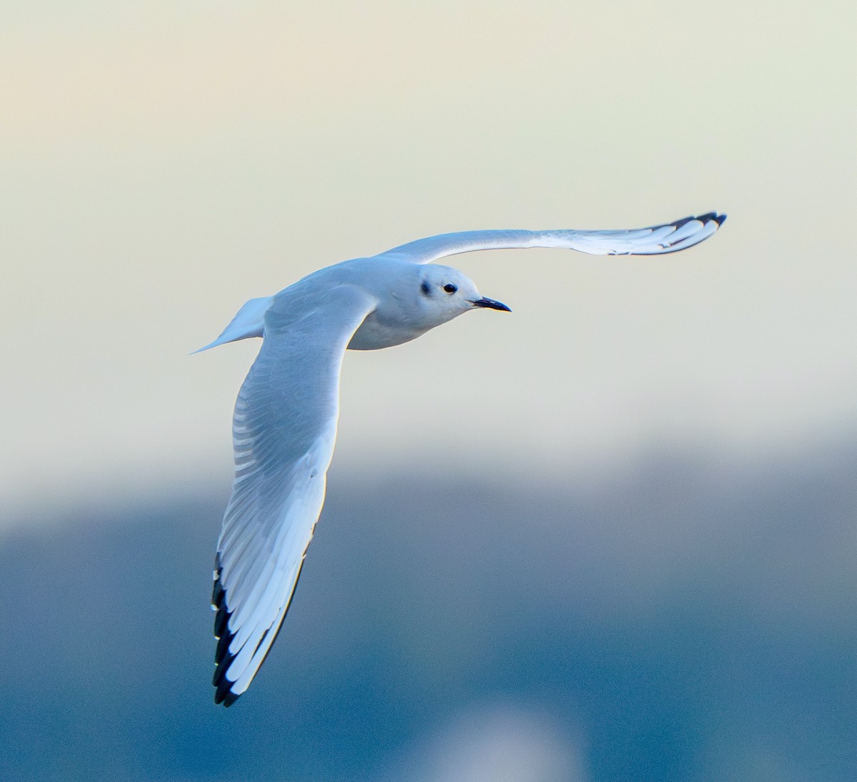 Bonaparte's Gull - ML624390646