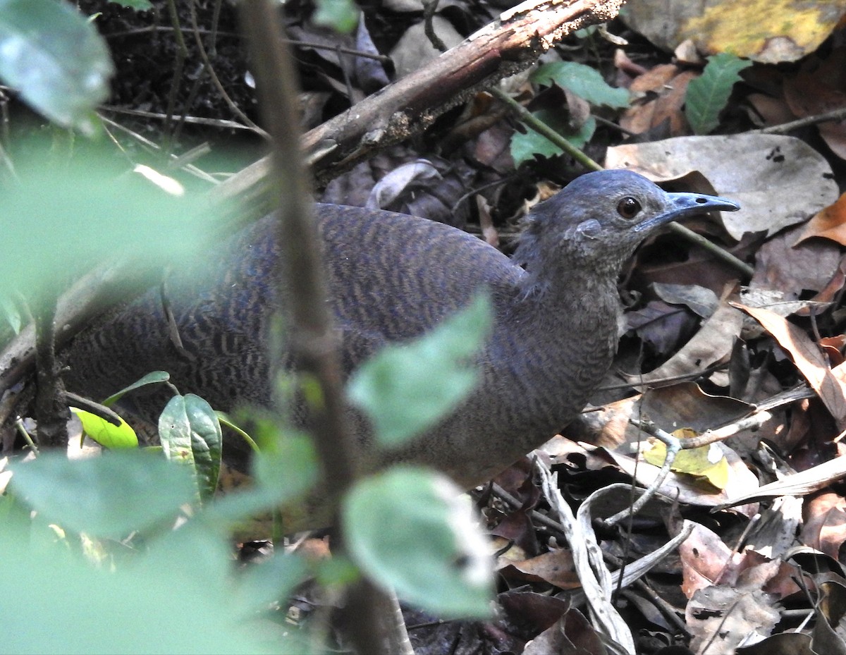 Undulated Tinamou - ML624390658