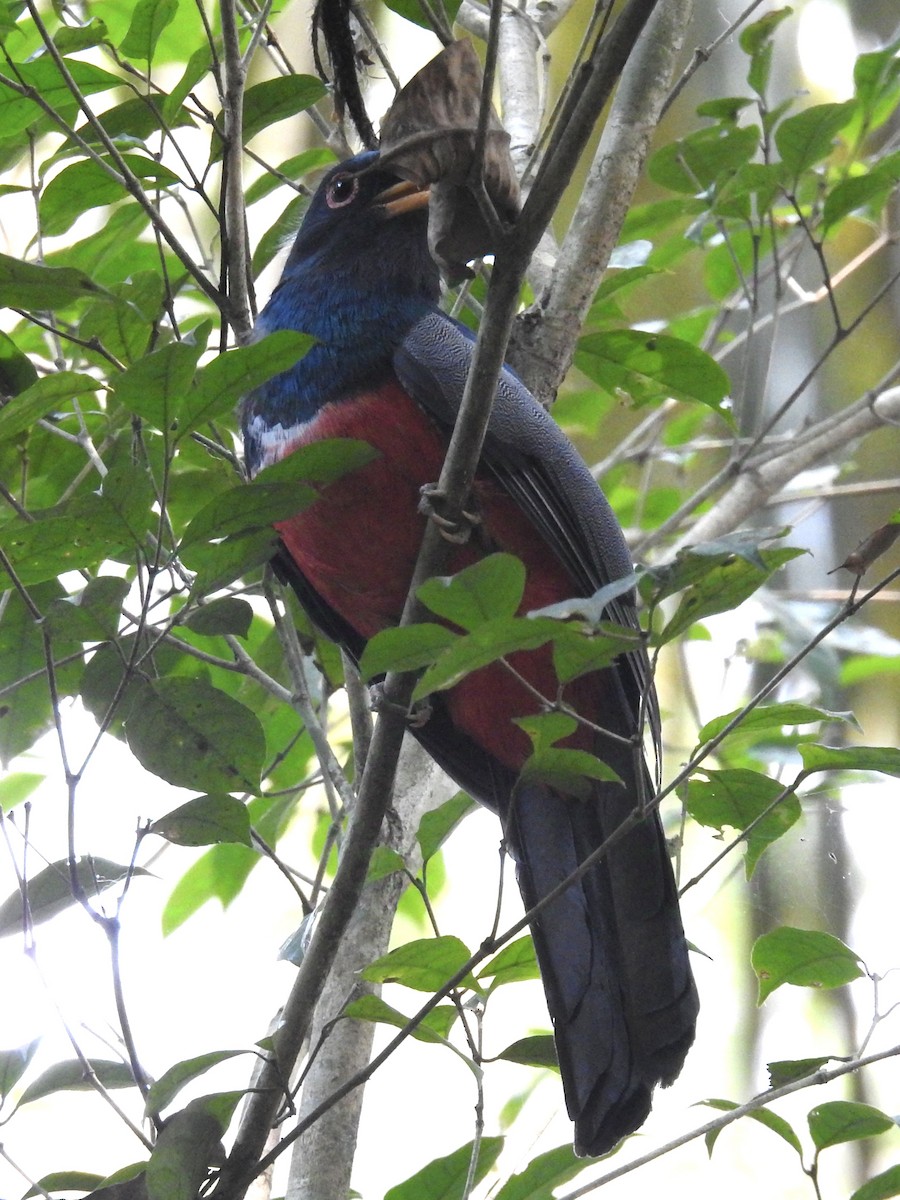 Black-tailed Trogon - ML624390663