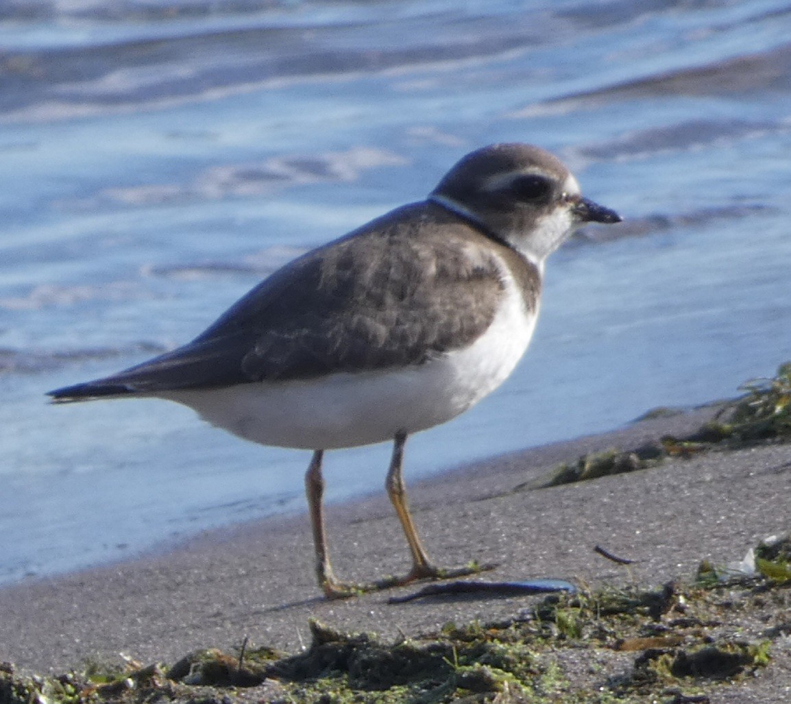 Semipalmated Plover - ML624390811