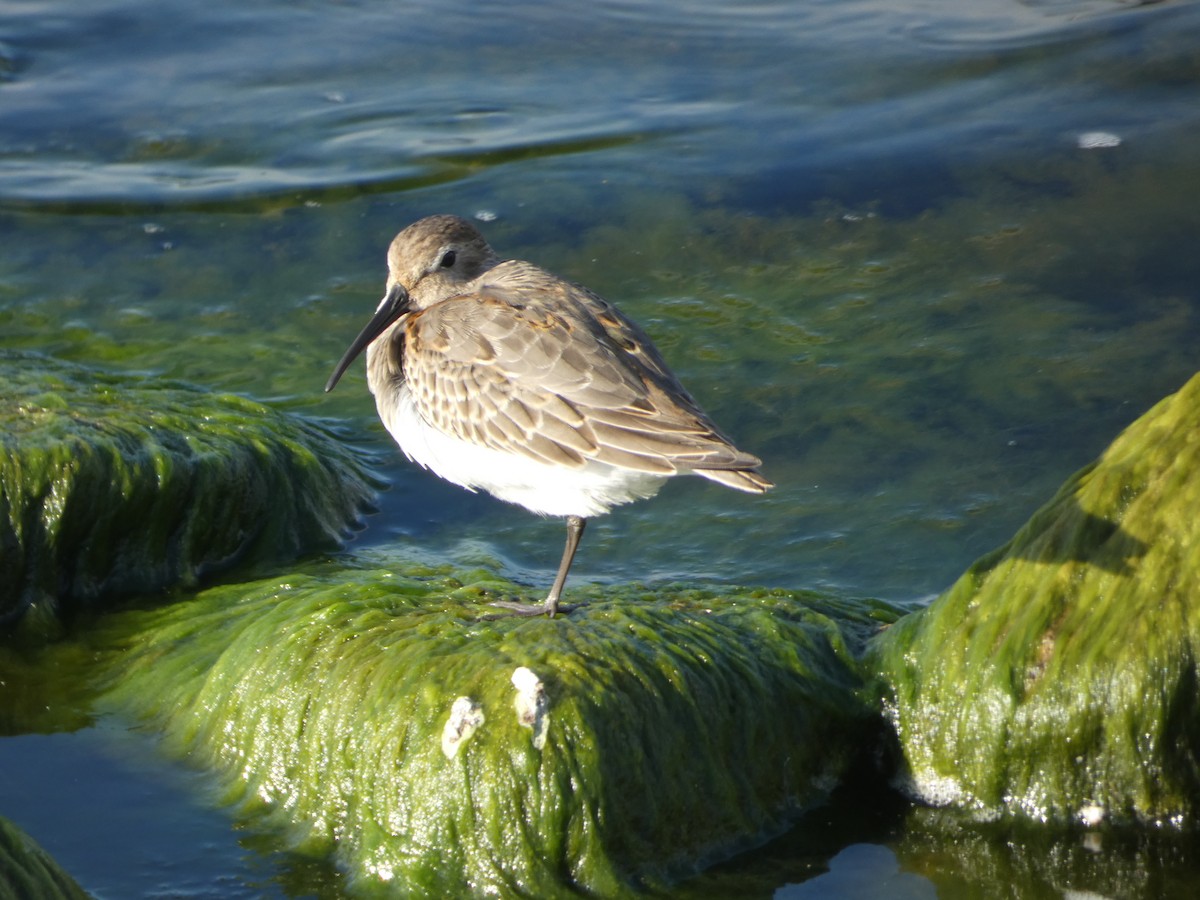 Dunlin - ML624390814