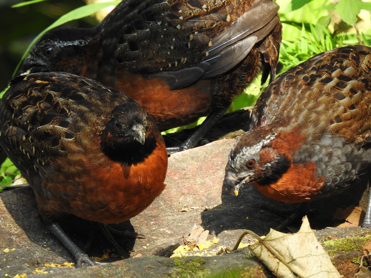 Rufous-breasted Wood-Quail - ML624390877