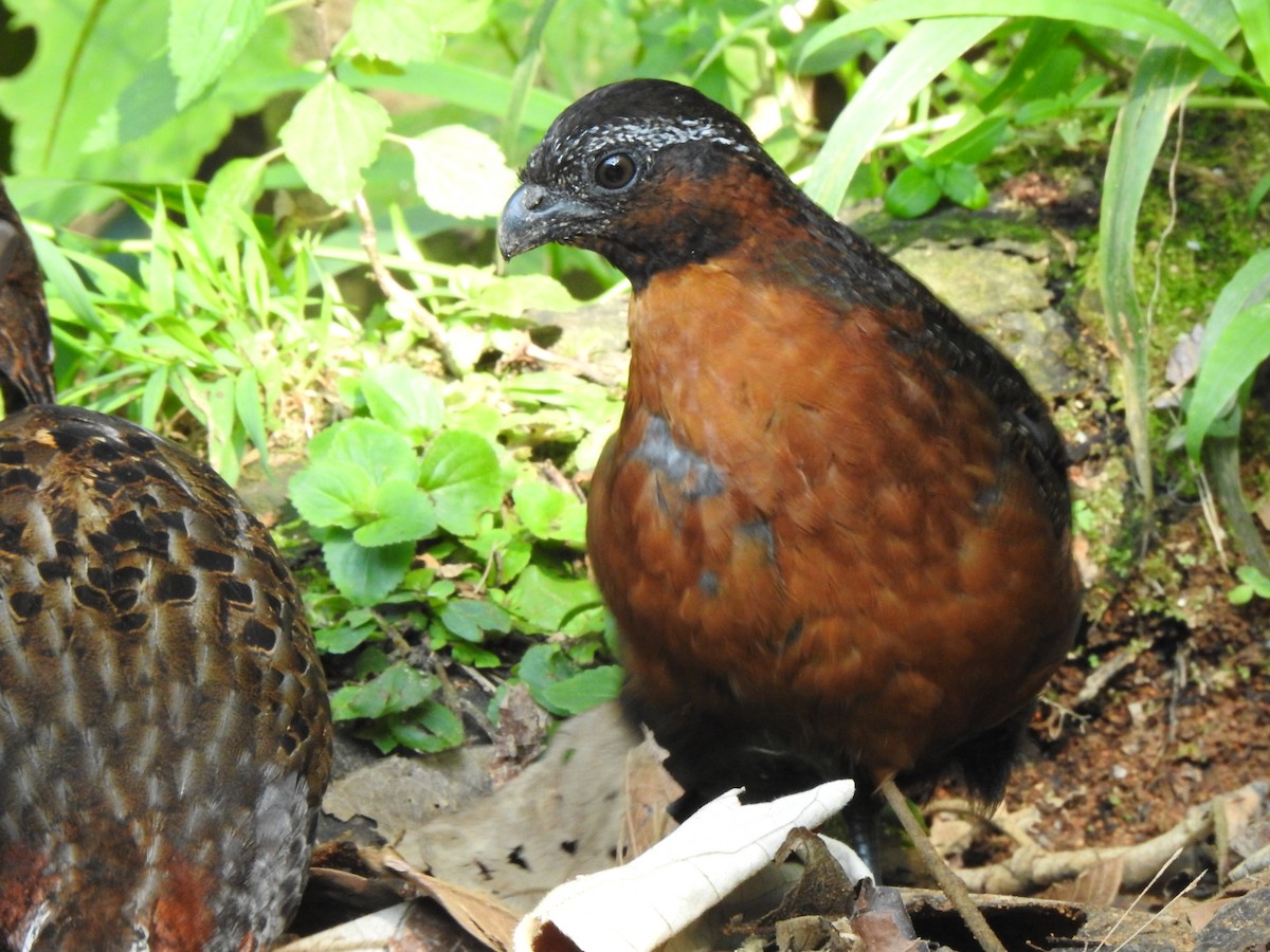 Rufous-breasted Wood-Quail - ML624390880