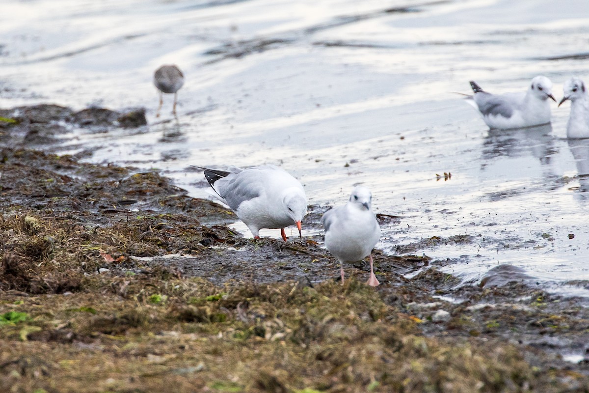 Black-headed Gull - ML624390889