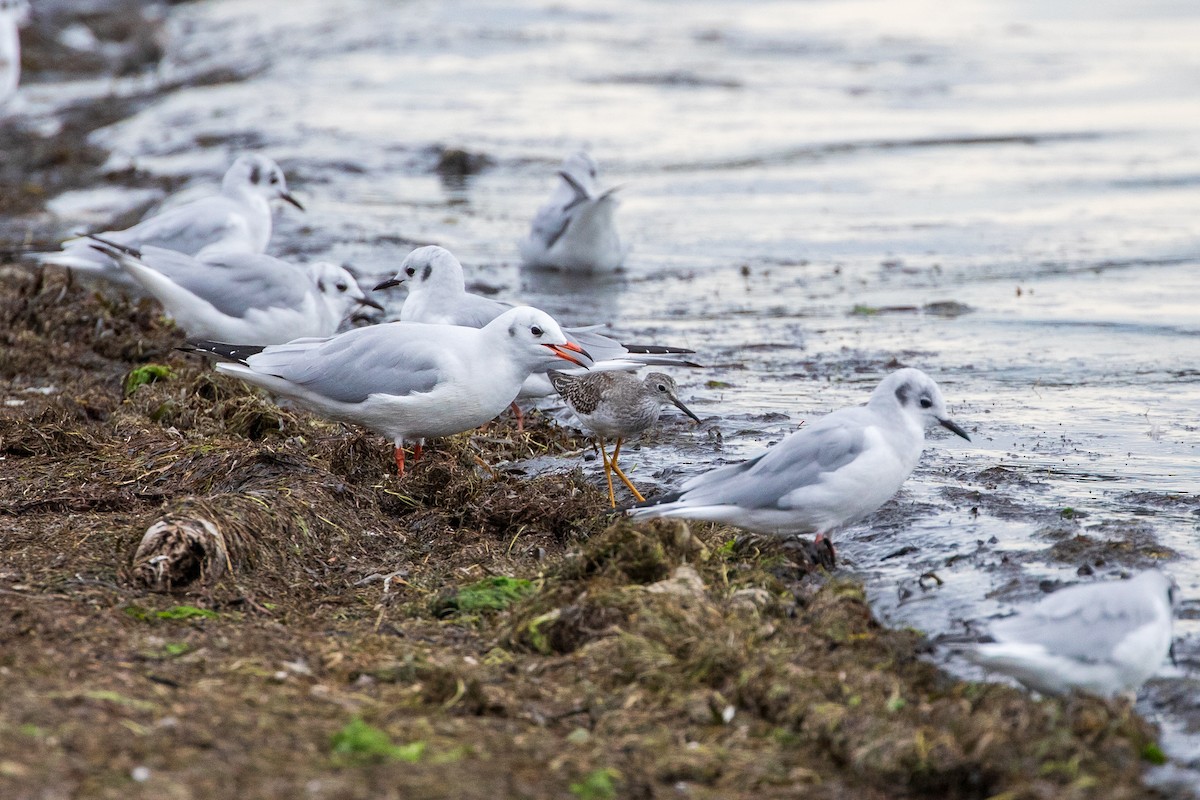 Black-headed Gull - ML624390890