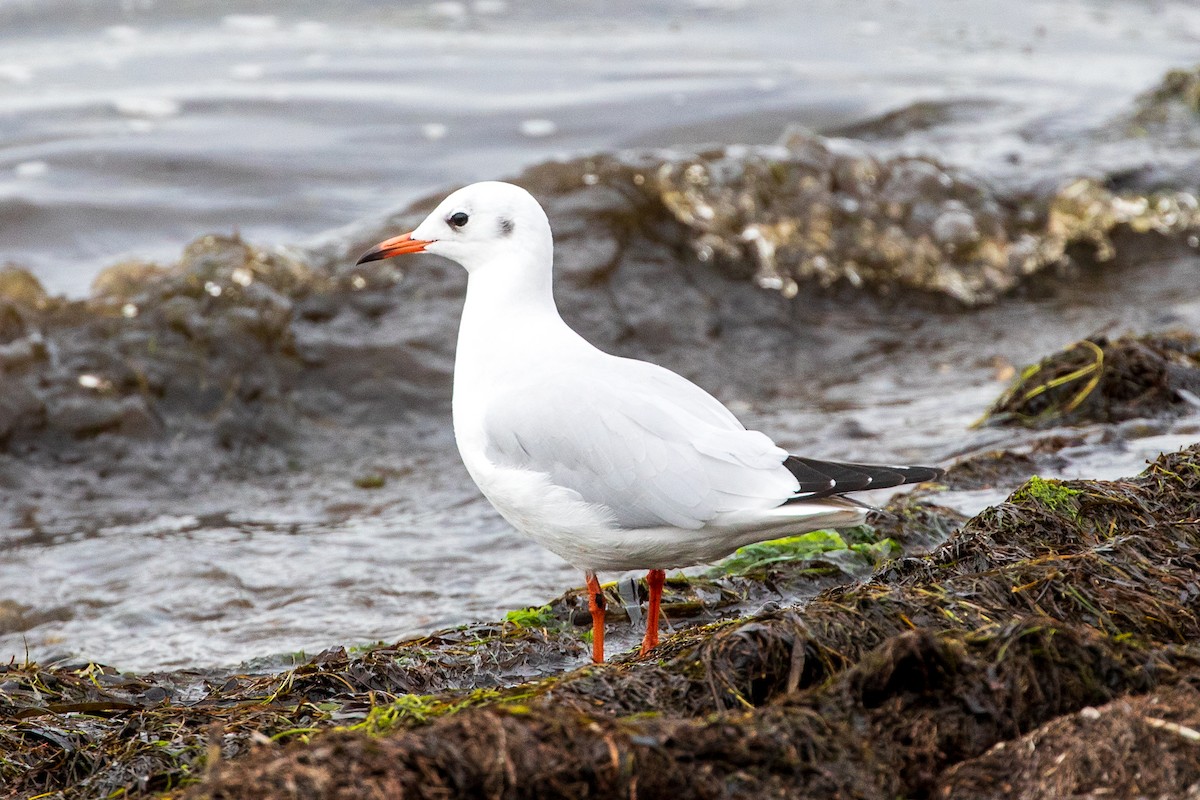 Black-headed Gull - ML624390891