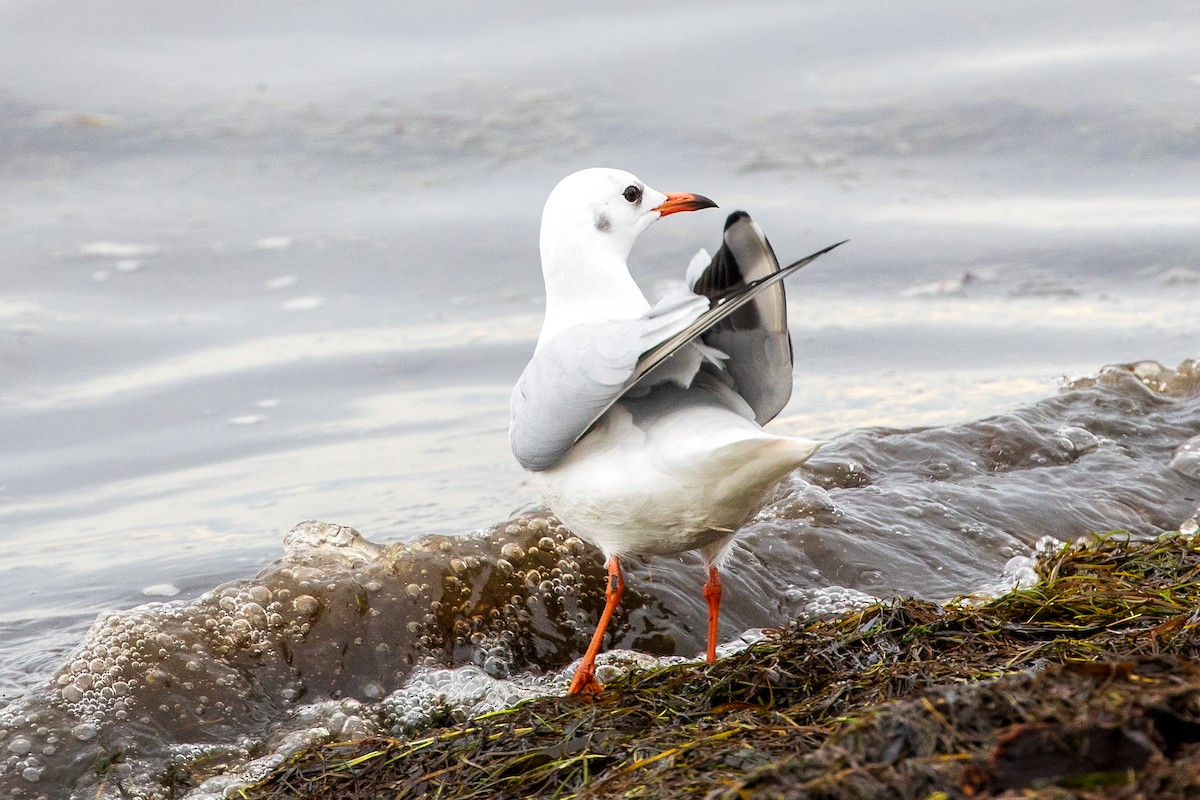 Black-headed Gull - ML624390892