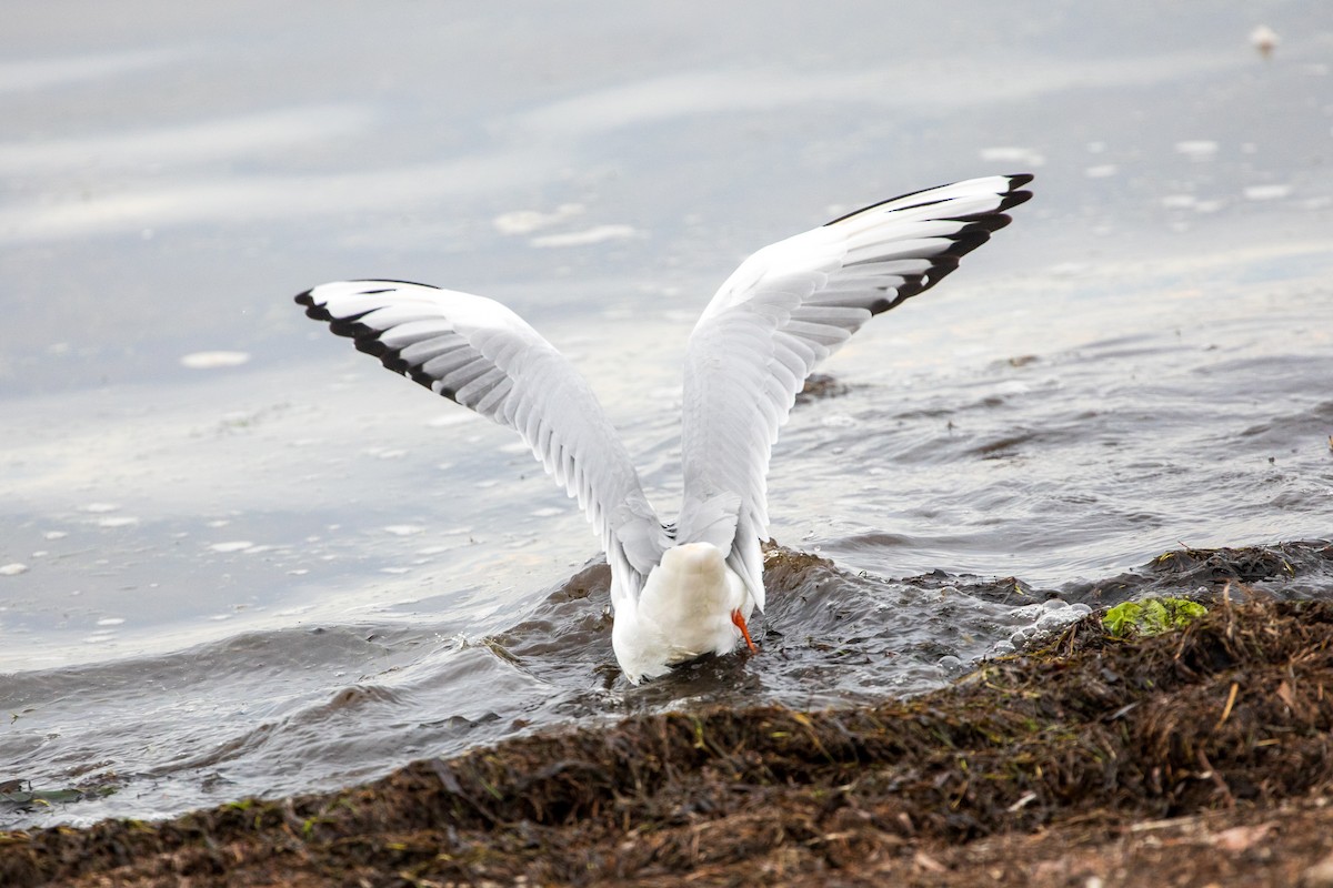 Black-headed Gull - ML624390893