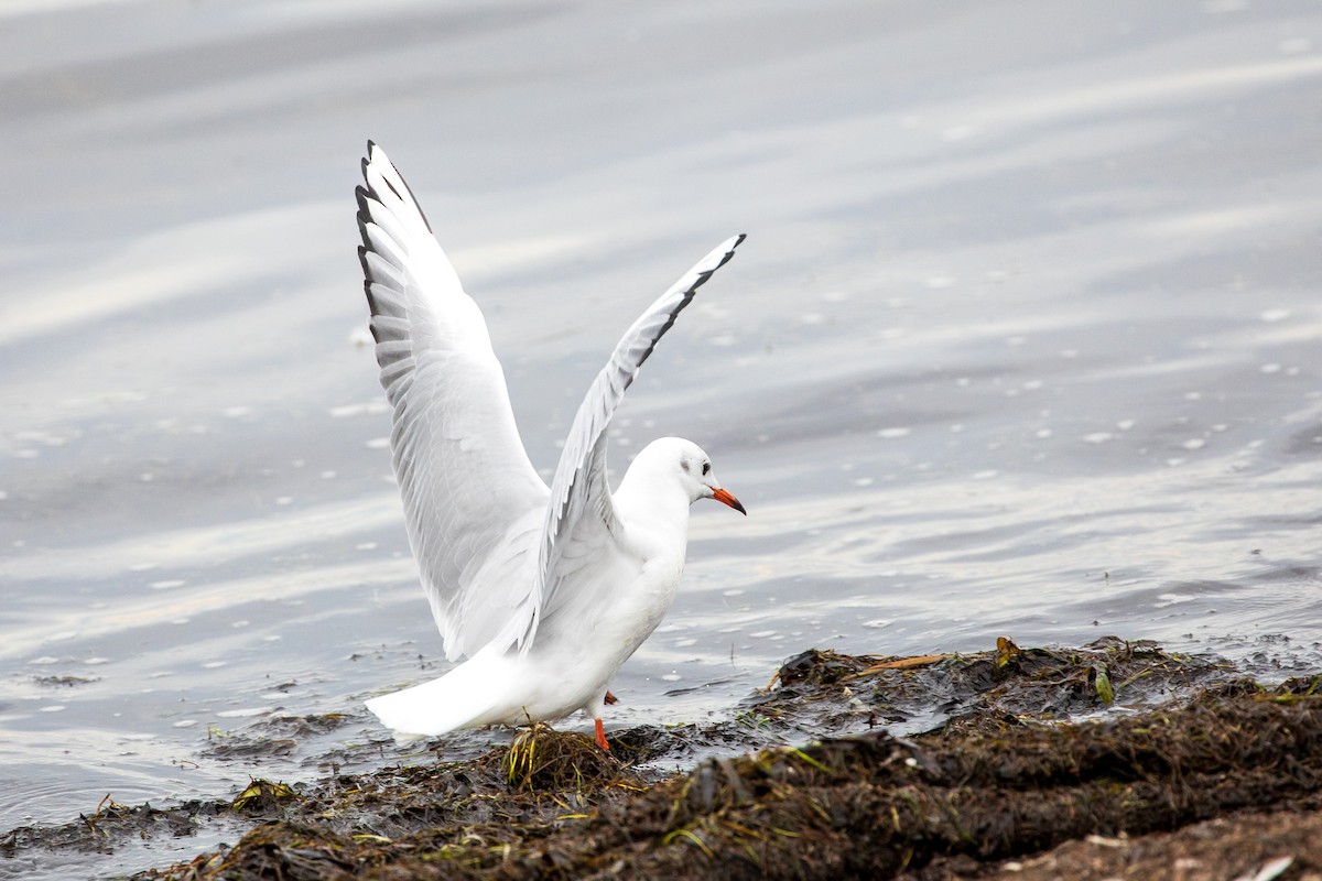 Black-headed Gull - ML624390894