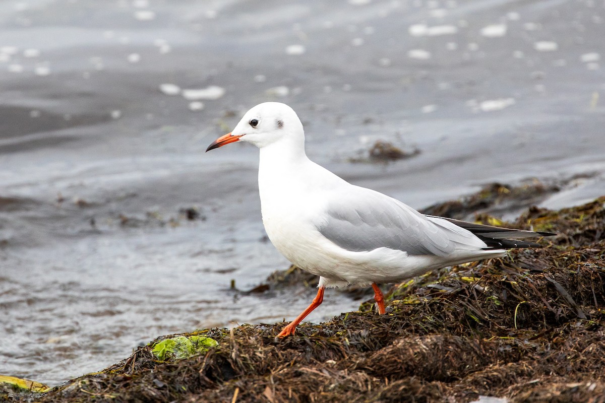 Black-headed Gull - ML624390895