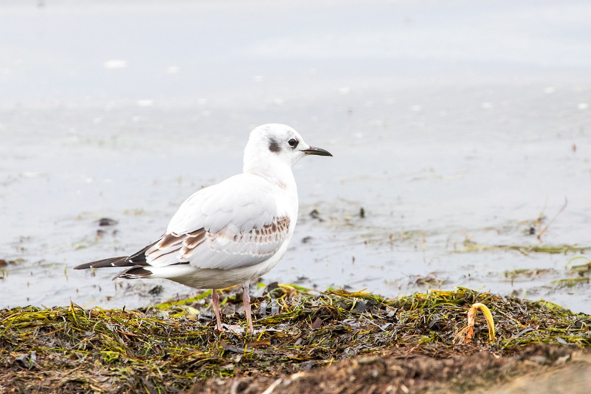 Bonaparte's Gull - ML624390902