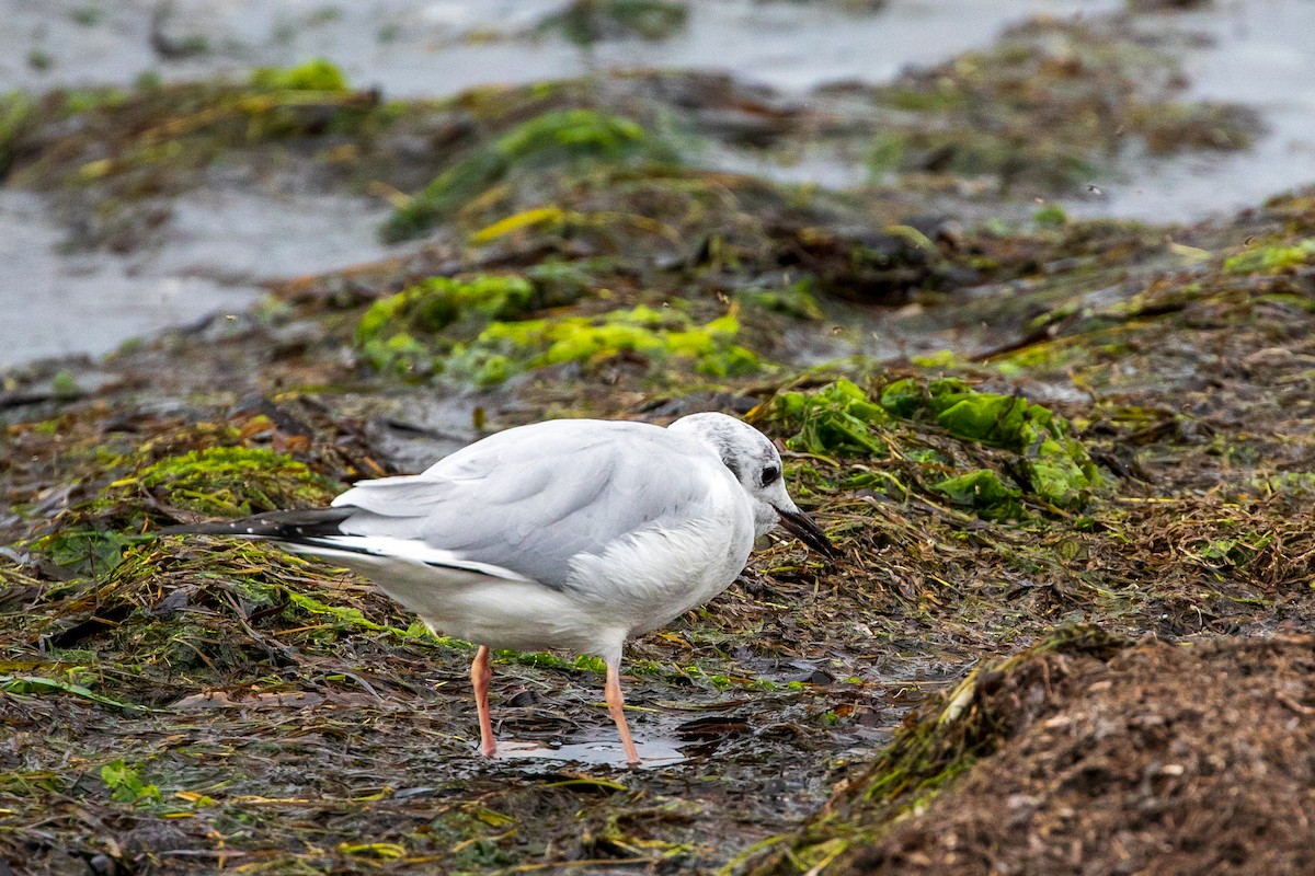 Bonaparte's Gull - ML624390903