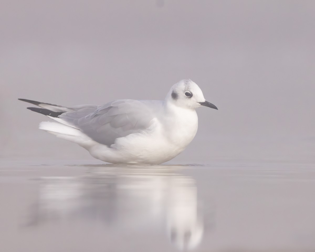 Bonaparte's Gull - ML624390915