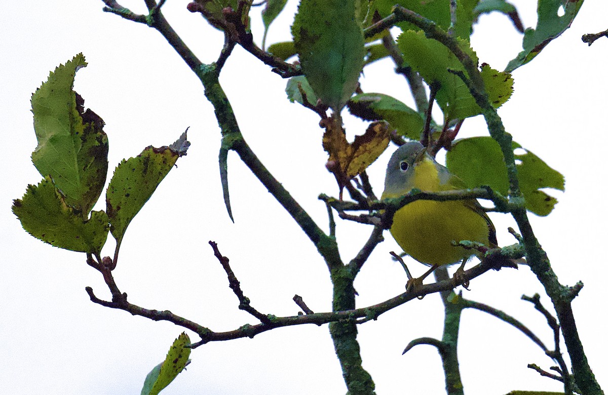 Nashville Warbler - ML624390982