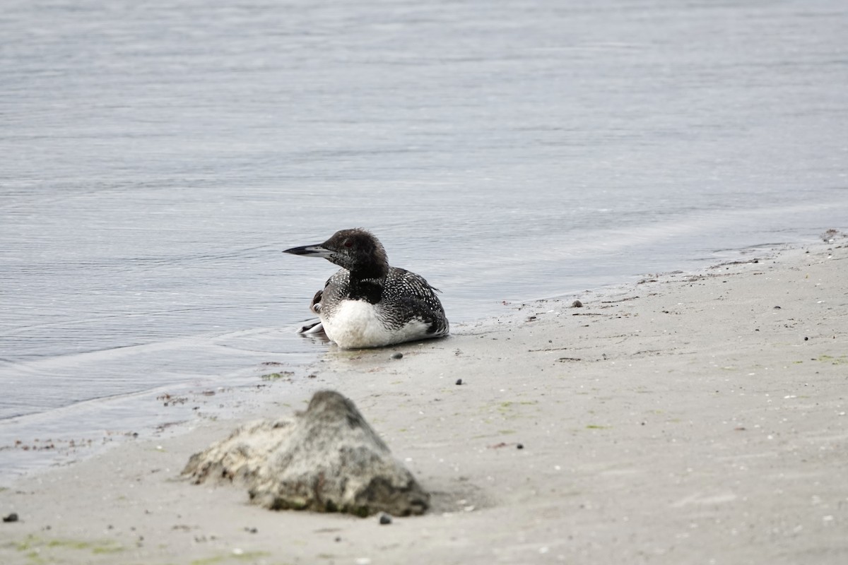 Common Loon - ML624390986