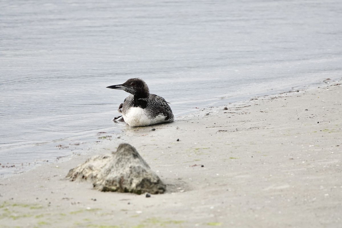 Common Loon - ML624391008