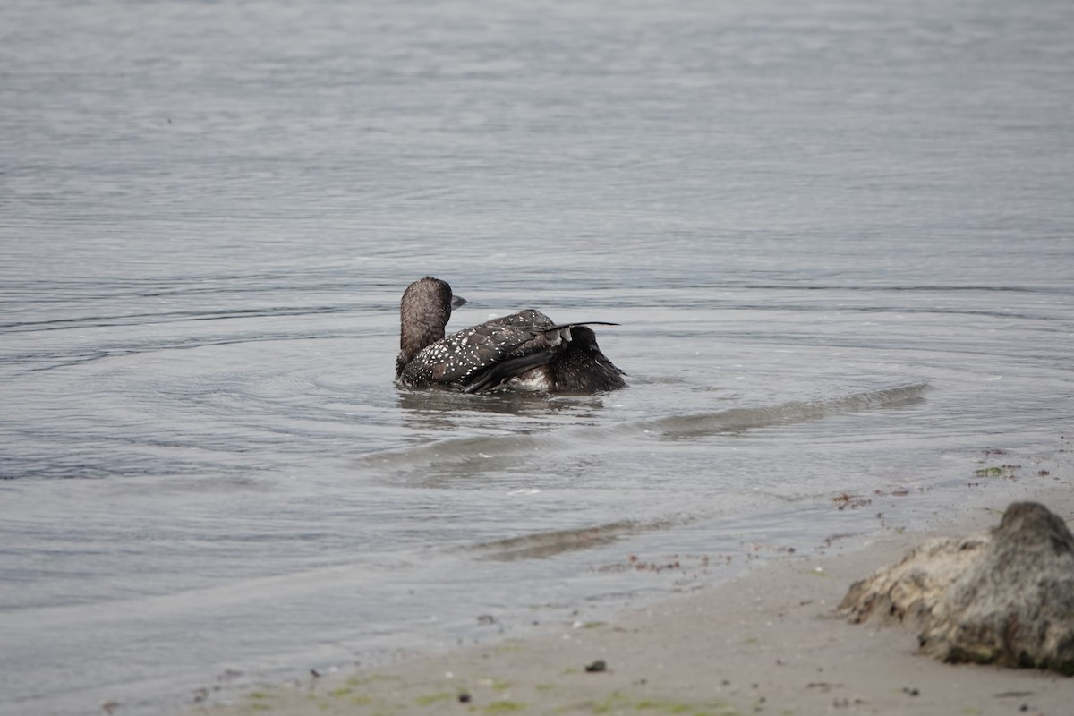 Common Loon - ML624391016