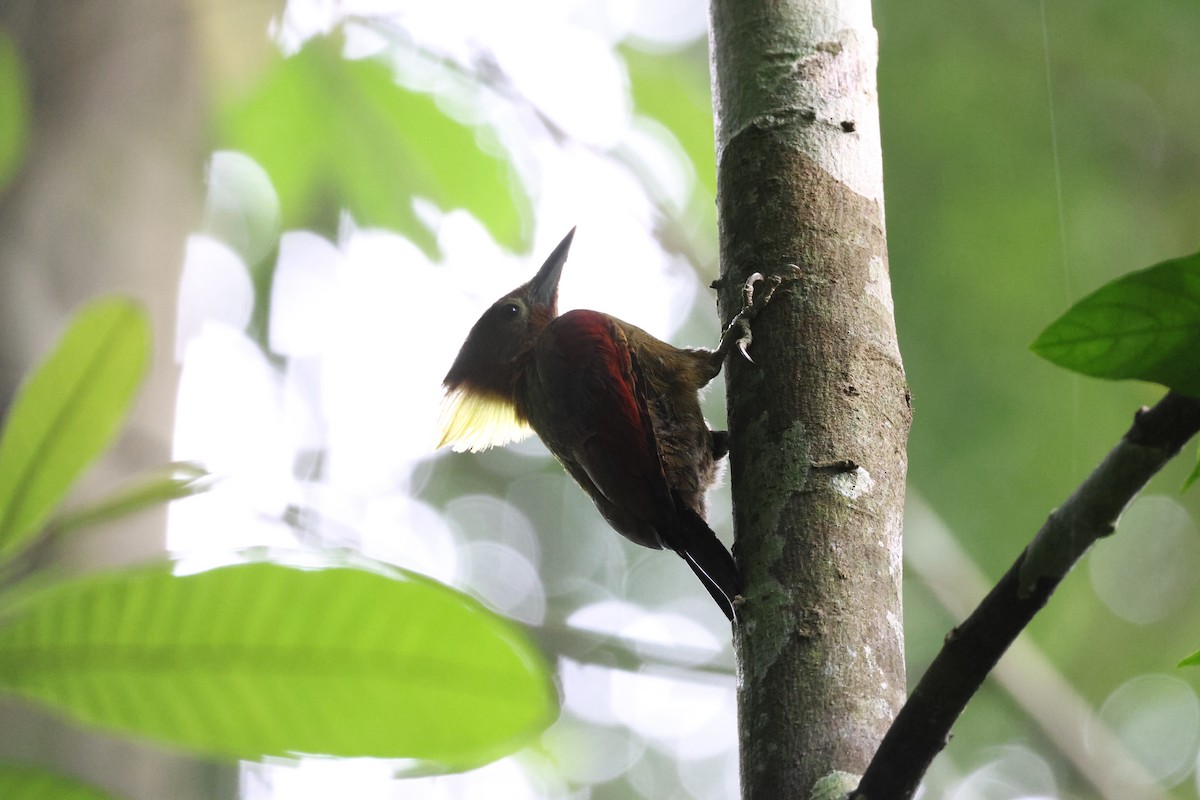 Checker-throated Woodpecker - ML624391044