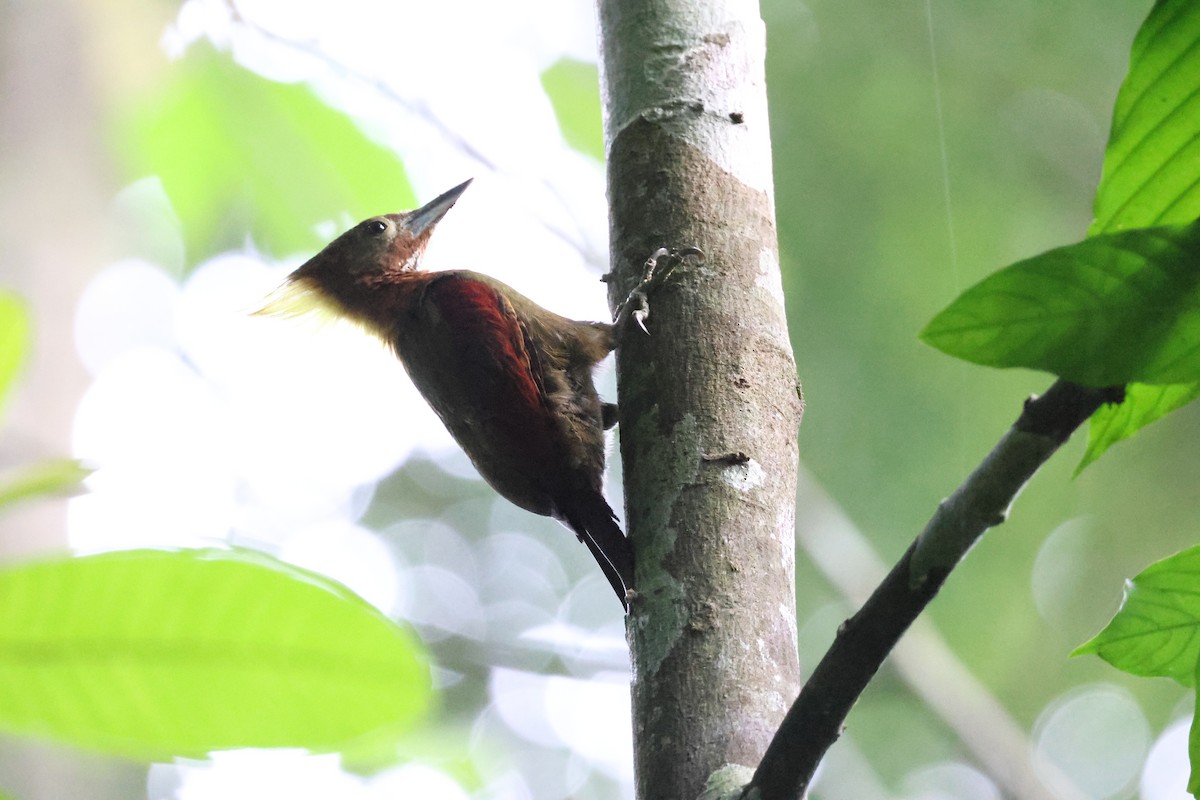 Checker-throated Woodpecker - ML624391045