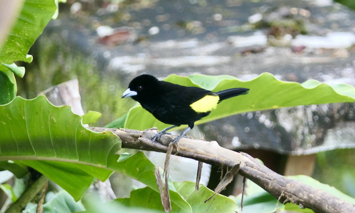 Flame-rumped Tanager - Don Hall