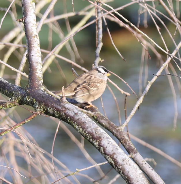 White-crowned Sparrow - ML624391199