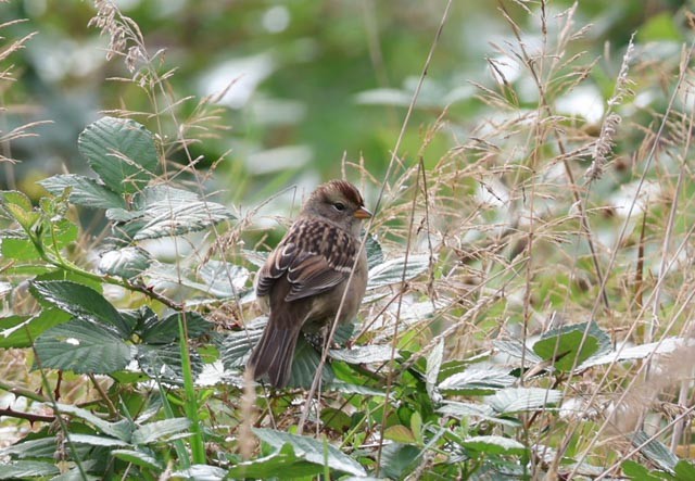 White-crowned Sparrow - ML624391200