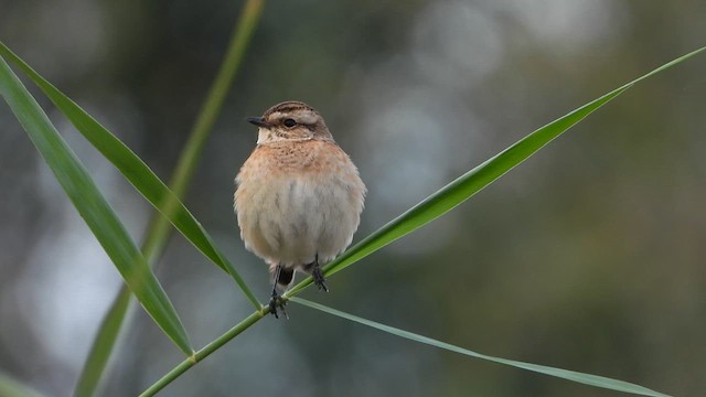 Whinchat - ML624391282