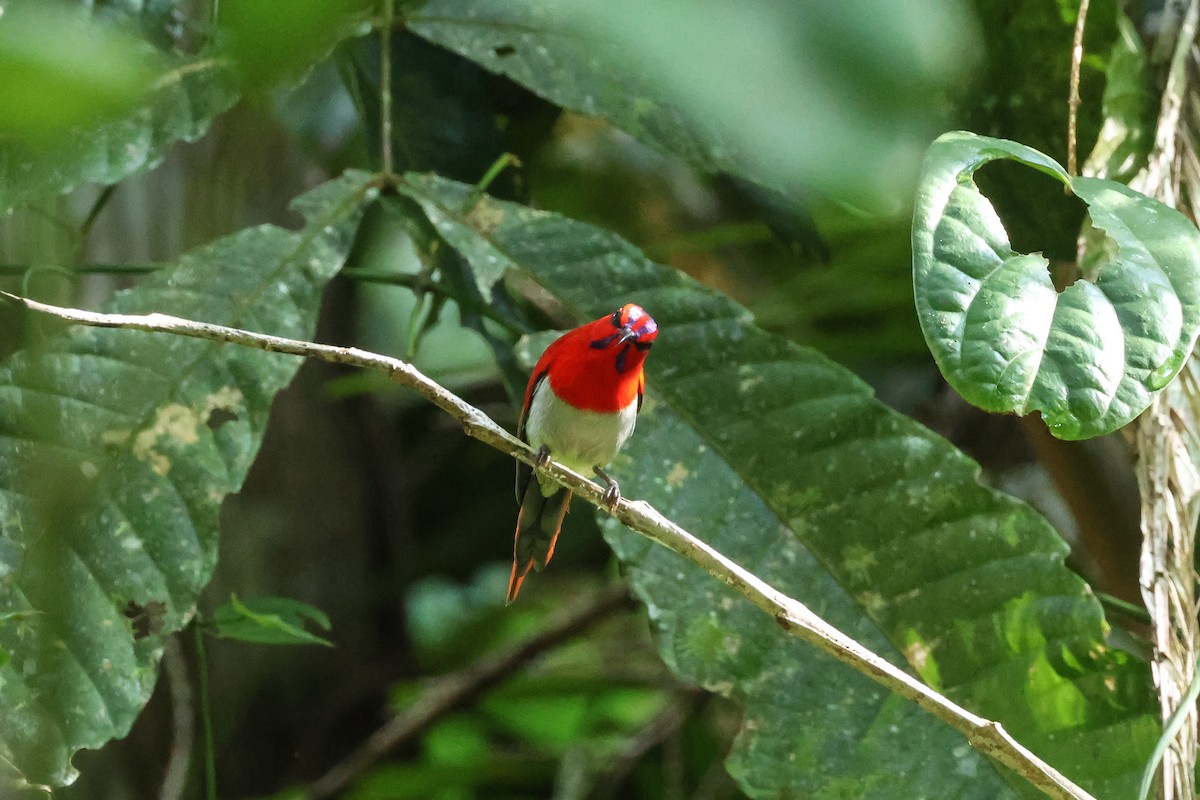 Temminck's Sunbird - ML624391333