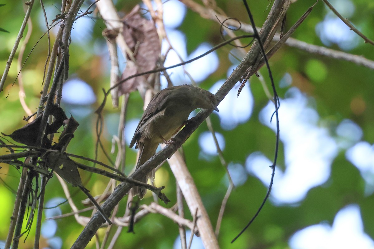 Red-eyed Bulbul - ML624391340