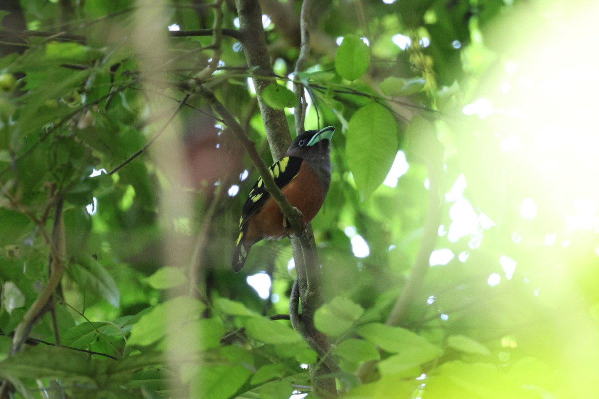 Banded Broadbill - ML624391351