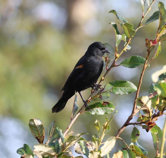 Red-winged Blackbird - ML624391360