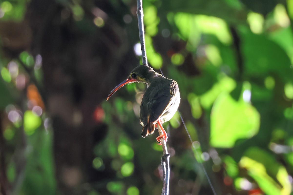 Yellow-eared Spiderhunter - ML624391380