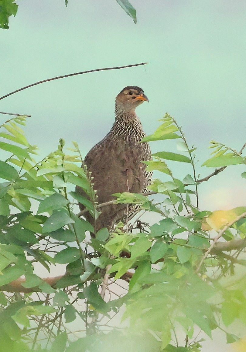 Francolin à bec jaune - ML624391384