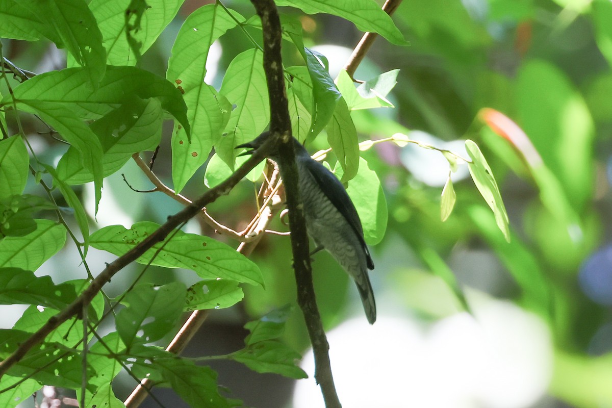 Lesser Cuckooshrike - ML624391450