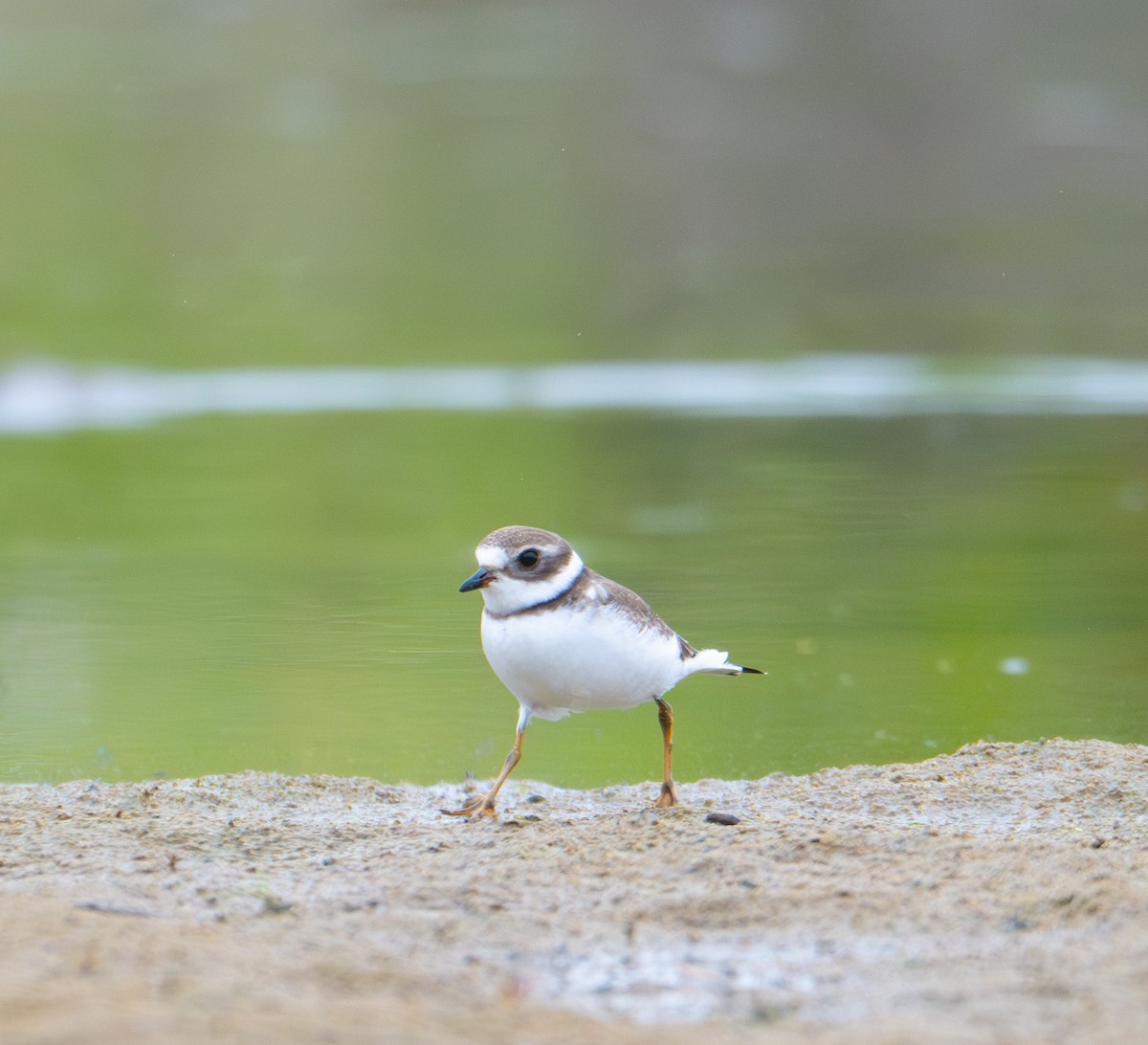 Semipalmated Plover - ML624391540