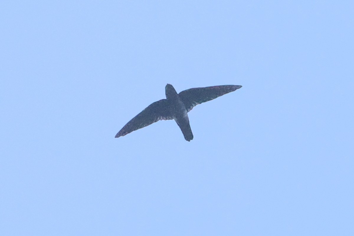 Plume-toed Swiftlet - ML624391542