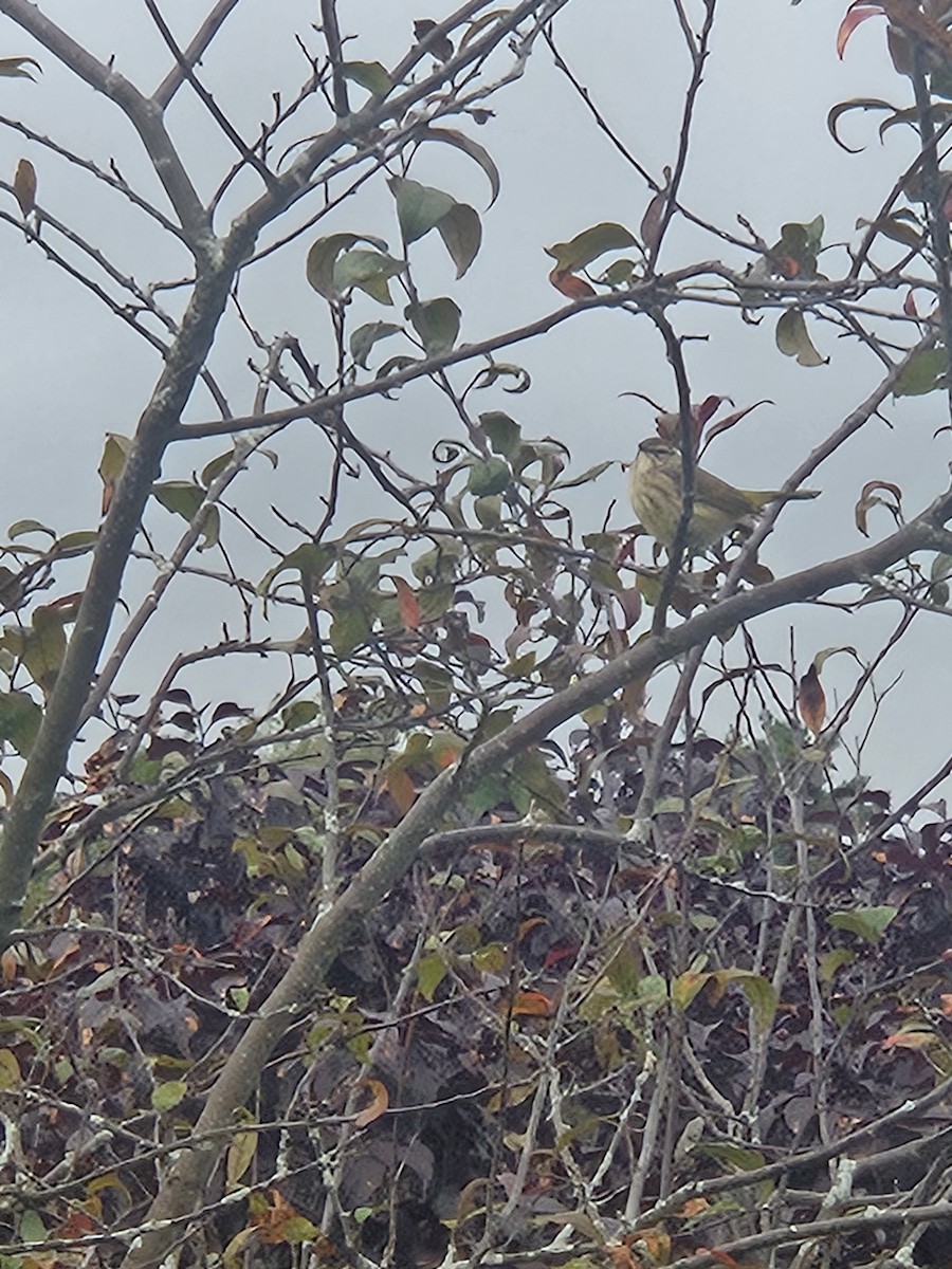 Palm Warbler - ML624391560