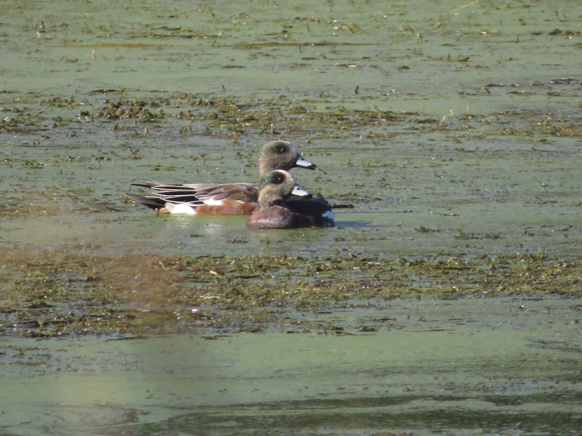 American Wigeon - ML624391653