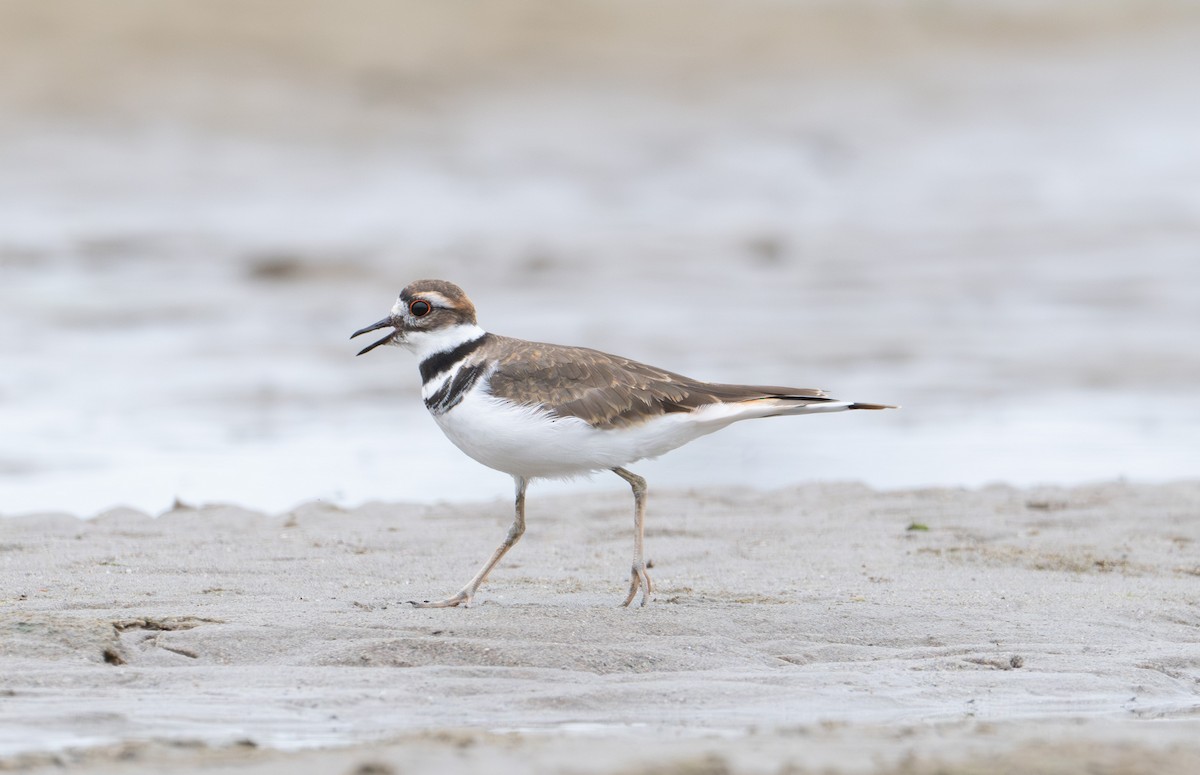 Killdeer - ML624391684