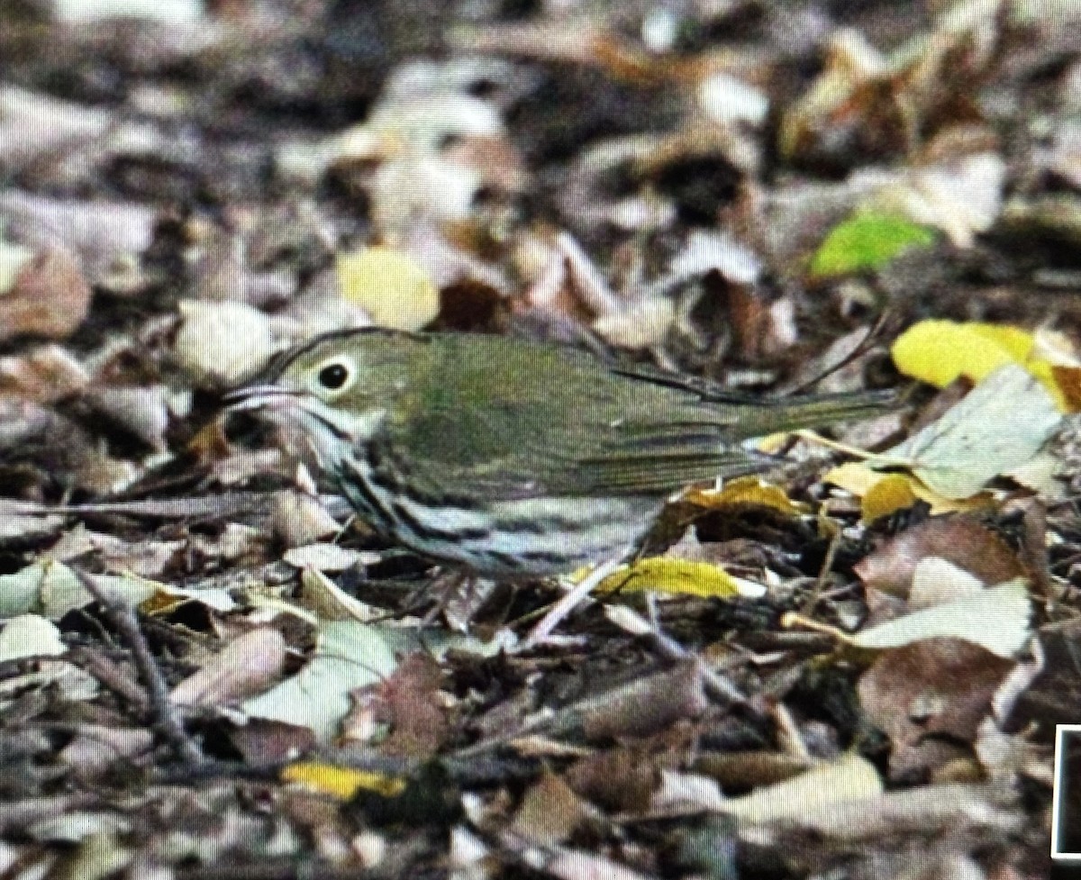 Ovenbird - Jules S