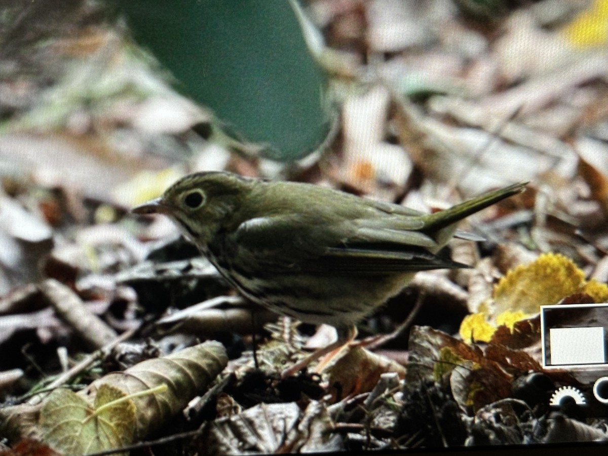 Ovenbird - Jules S