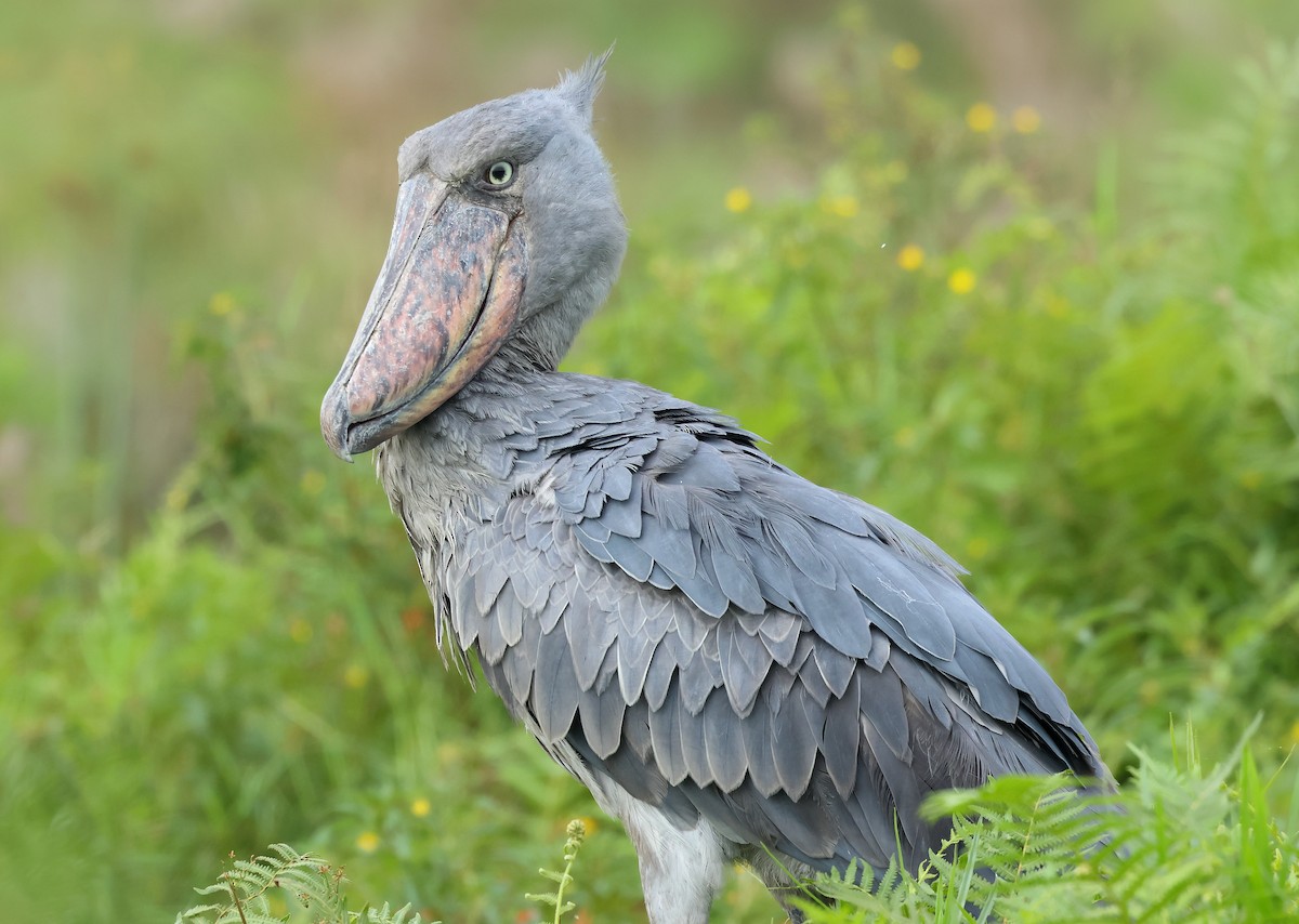 Shoebill - ML624391808