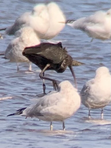 Glossy Ibis - ML624391877