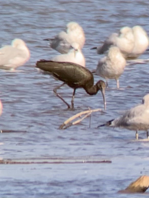 Glossy Ibis - ML624391893