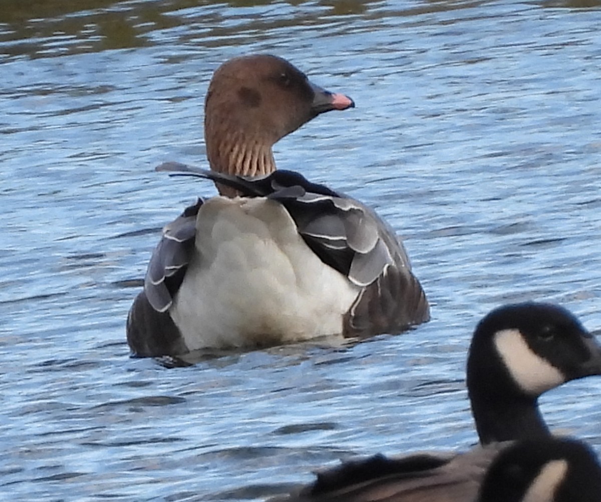 Pink-footed Goose - ML624391928