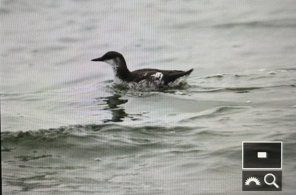 Guillemot à miroir - ML624391936