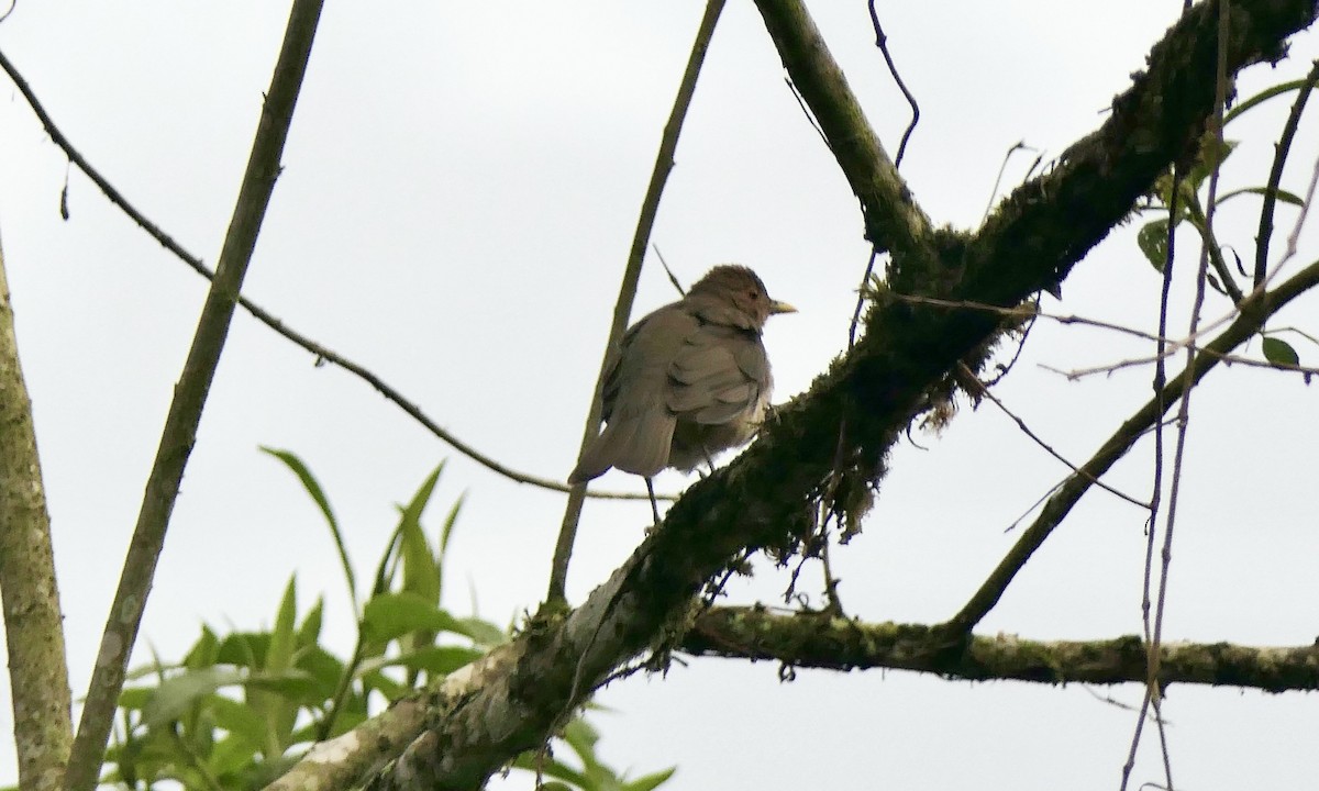 Ecuadorian Thrush - ML624392004